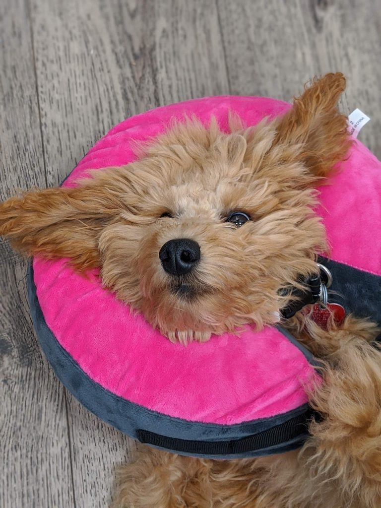 {serviço} para seu pet no bairro Jardim dos Pinheiros - SP