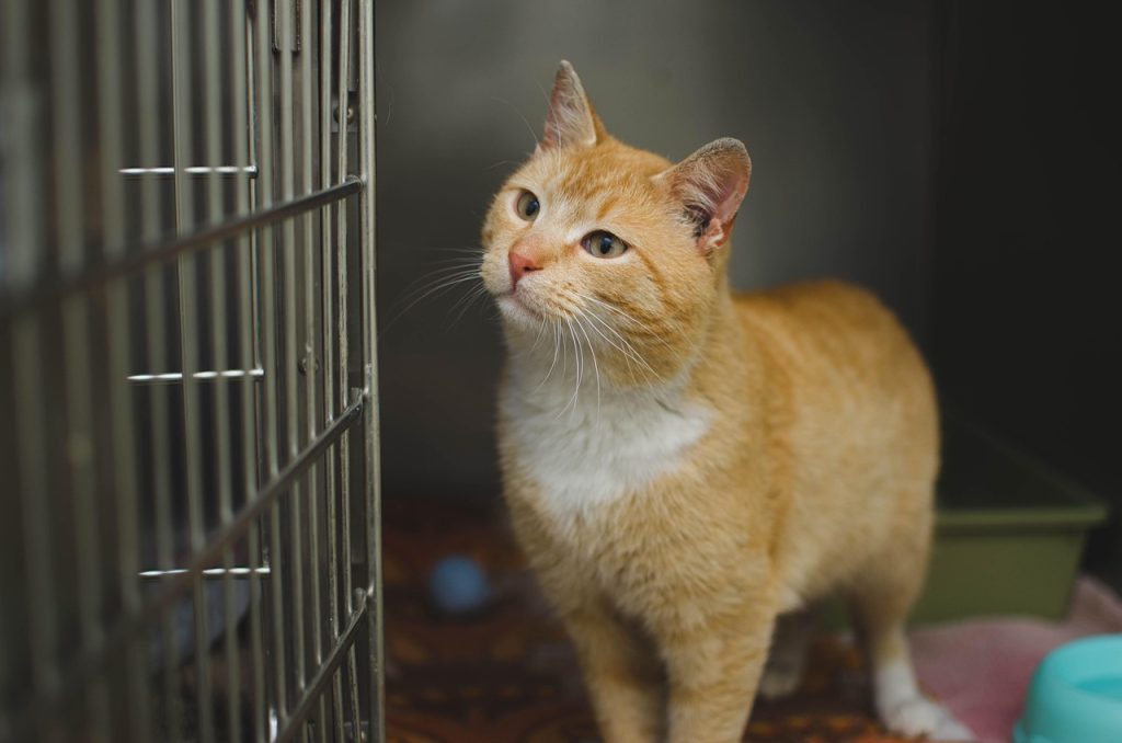 {serviço} para seu pet no bairro Jardim dos Pinheiros - SP