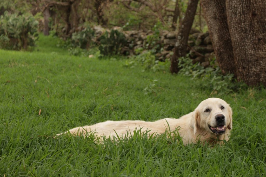 {serviço} para seu pet no bairro Jardim Primavera - SP