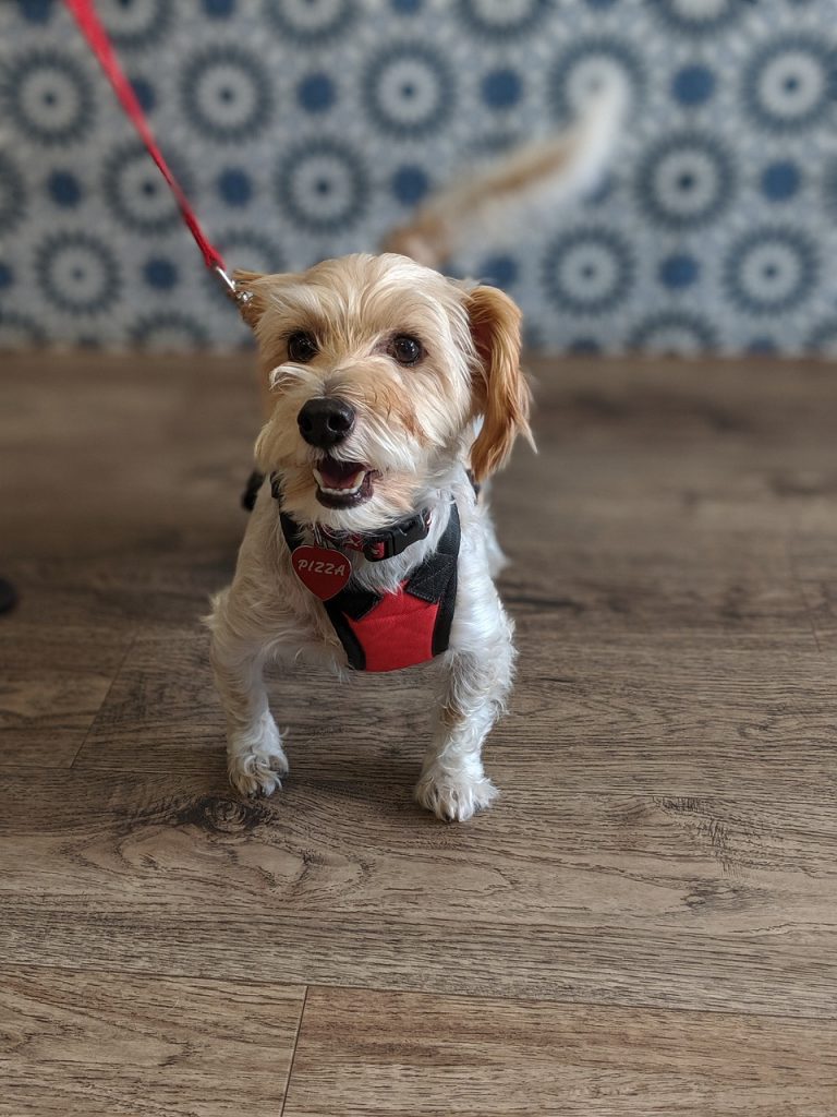 {serviço} para seu pet no bairro Vila Maria - SP