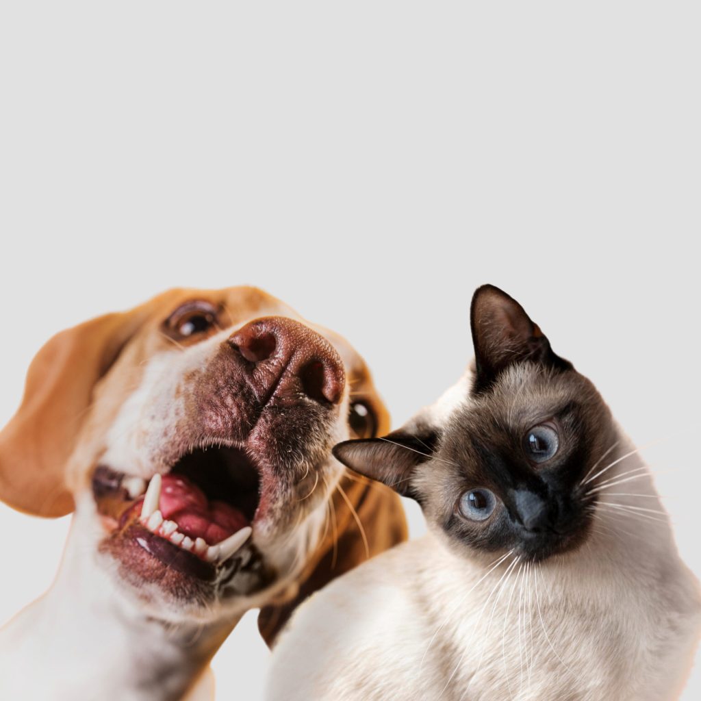 {serviço} para seu pet no bairro Jardim Botânico - SP